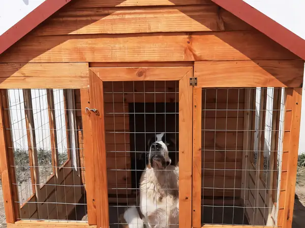 Wooden dog house with a dog inside